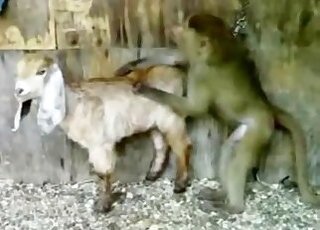 Animal Zoo Sex