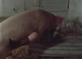 Good farm zoophilia action with my wife