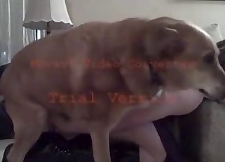 Woman has an incredible bestiality sex sesh with a dog