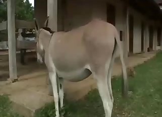 Awesome horse is fucking with a big salami
