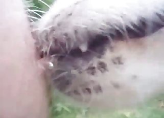 Small doggy is licking her hard nipples with love