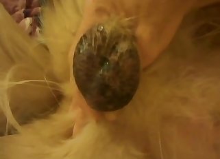 Dog cock getting stroked real nice
