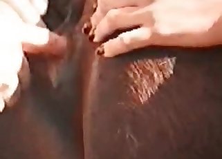Butthole of a horse is being licked by two sluts